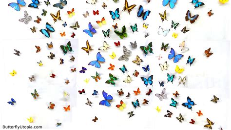 Free Download Cute Butterfly Desktop Backgrounds Hd 2021 Cute