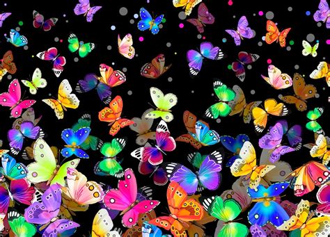 Bright And Colorful Butterflies Hd Wallpaper Background Image