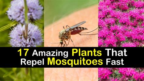 17 Amazing Plants That Repel Mosquitoes Fast