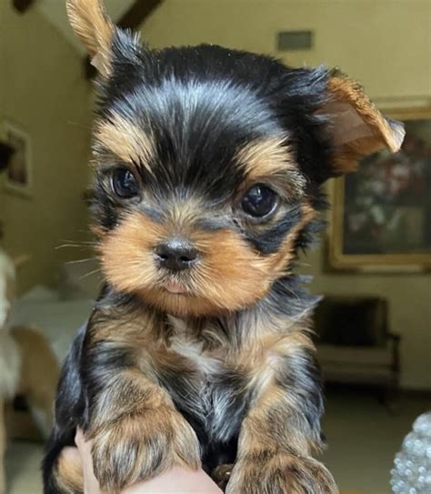 Teacup Yorkie Cost The Price Of Owning A Miniature Cutie