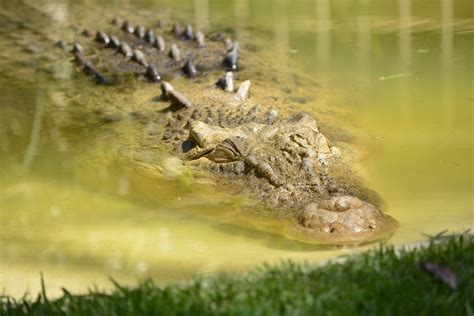 The Saltwater Crocodile And The Imperial Army In Burma Hubpages