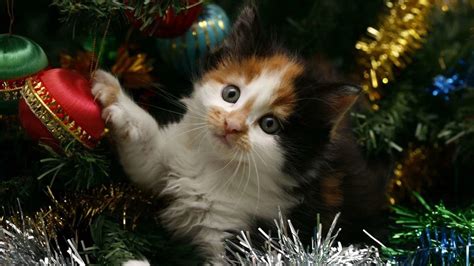 Christmas Cat Desktop Wallpapers Wallpaper Cave