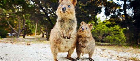 Where To See Australian Wildlife Austravel Blog
