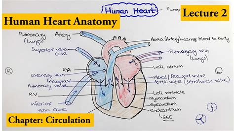 Human Heart Structure And Function Chapter Circulation Video 2