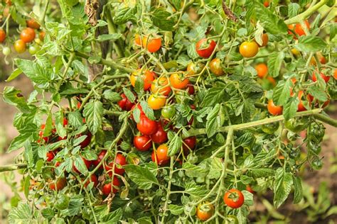 Tomatoes Food Vegetables · Free Photo On Pixabay