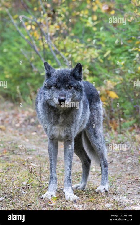 An Adult Lone Male North American Grey Wolf Stock Photo Alamy