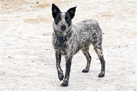 Texas Heeler Dog Breed Characteristics And Care