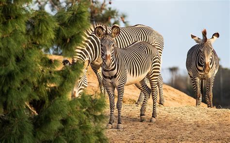 Zebras Wildlife Evening Sunset Africa Zebra Hd Wallpaper Peakpx