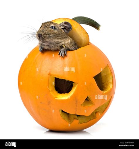 Halloween Cut Out Stock Images And Pictures Alamy