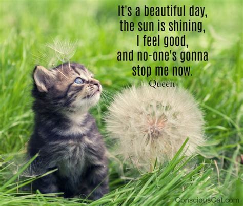 Sacchi, durante — it's a beautiful day 03:26. Sunday Quotes: It's a Beautiful Day - The Conscious Cat