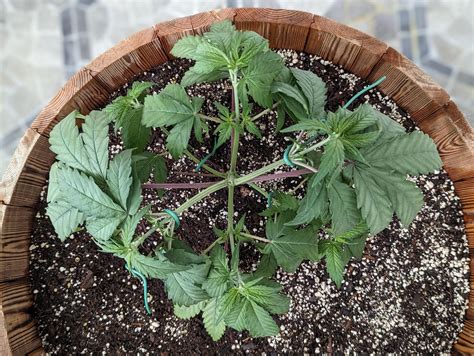 Ilgm Germination Guide