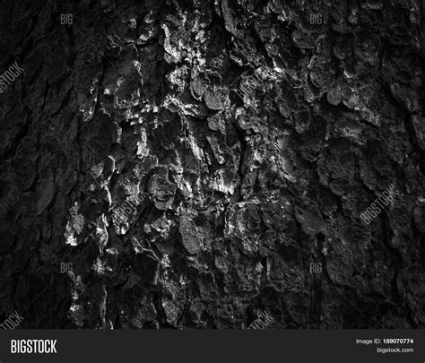 Tree Bark Tree Bark Image And Photo Free Trial Bigstock