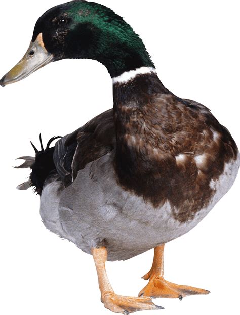 Duck Png You Can Download Free Duck Png Images With Transparent