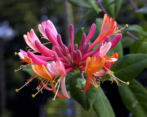 We did not find results for: Honeysuckle flower | This multi-colored Honeysuckle flower ...