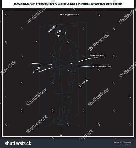 Anatomical Planes Body Anatomical Planes Sections Stock Vector Royalty