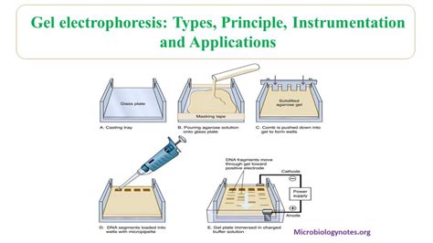 Gel Electrophoresis Types Principles Instrumentation And