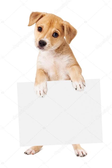 Dog Holding Sign