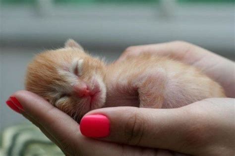 Pin By Claudine Owens On Furbabies Cute Animals Tiny Kitten Newborn
