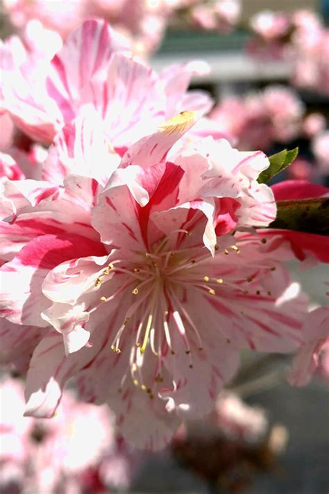 Buy Peppermint Flowering Peach Trees For Sale Free Shipping 5