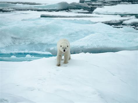 How To See Polar Bears In Svalbard Quark Expeditions