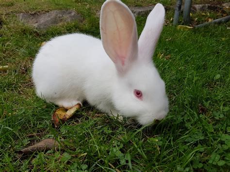 We did not find results for: New Zealand White x Continental Giant rabbits | Ilford ...