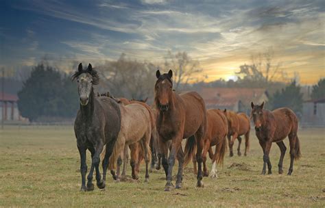 Le troupeau de chevaux photo et image | animaux, animaux ...