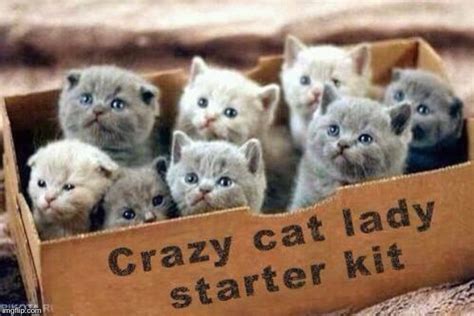 Crazy Cat Lady Starter Kit Imgflip