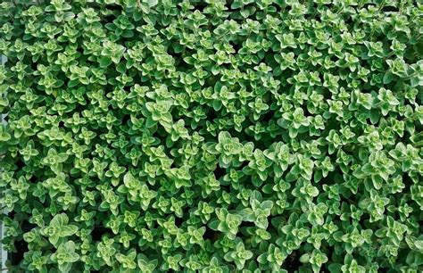 9 Ground Cover Plants To Replace Your Grass Lawn Insteading