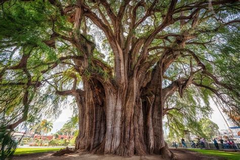 De boom genaamd general sherman is niet alleen de grootste mammoetboom, maar ook de grootste boom ter wereld.hij is 83,8 meter hoog, op anderhalve meter heeft hij een stamomtrek van 24,10 meter (bij de grond 31 meter). Het is een van de oudste bomen ter wereld en volgens ...