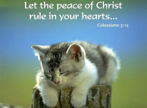What's the meaning of the phrase 'cat got your tongue?'? Pin on Bible quoted pics / Bible Verses