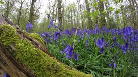 Bluebell Time Lapse Youtube