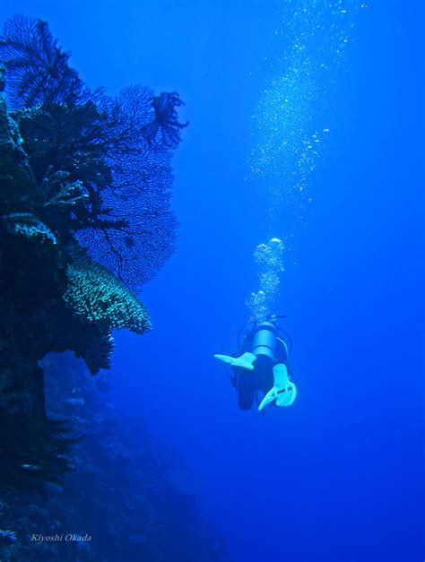 Diving In Mamanuca Islands Mamanuca Islands Fiji Flickr