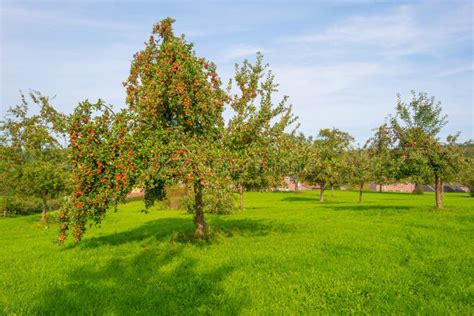 Fruit Trees In An Orchard In Sunlight In Autumn Stock Image Image Of