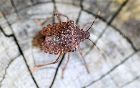 What You Should Know If Youre Seeing Stink Bugs On Your St Charles