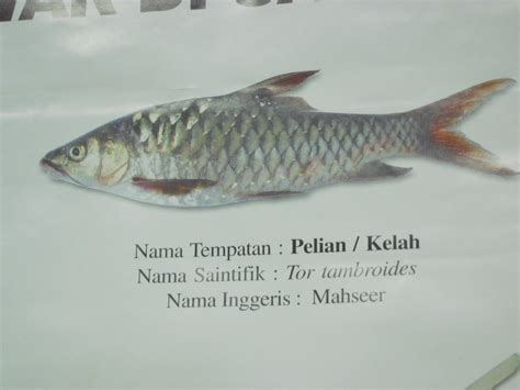 Wide choice of quality products at affordable prices. TROPICAL BORNEO HERBS: BORNEO FRESHWATER FISH