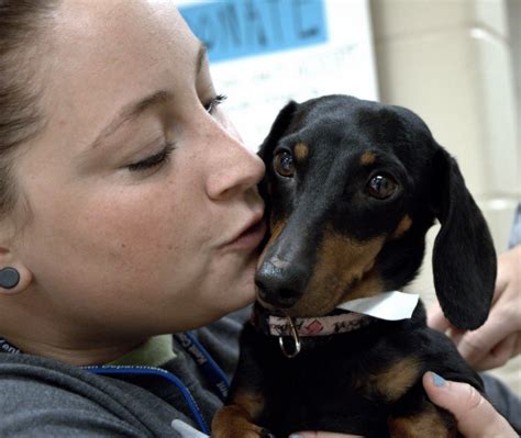 Puppy mutts rescue appreciates your interest in our dogs. 109 Lives Saved - Adoption Day Grand Rapids -Bissell Pet ...
