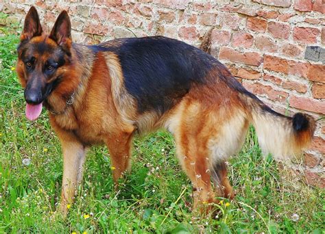 German Shepherd Dog Canine Free Photo On Pixabay Pixabay