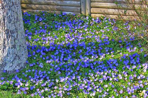 Joyful Reflections What A Difference Ground Cover Flowers