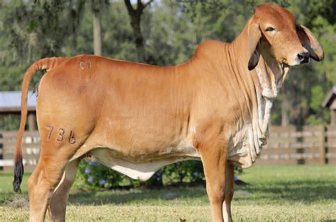 Brahman Cattle Why Brahman Cattle B R Cutrer Inc Hungerford Texas