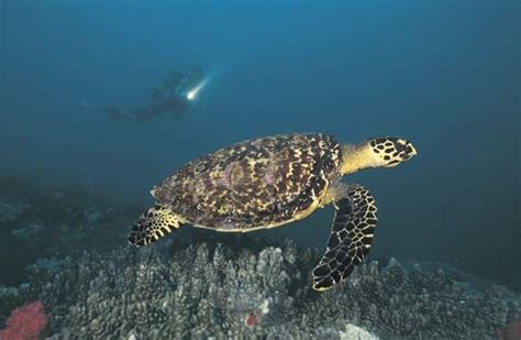 Turtle Species Classification And Facts