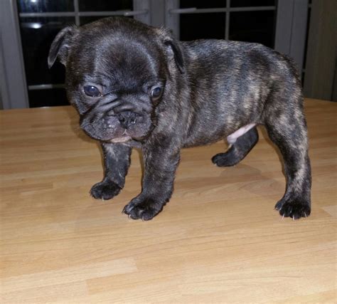 Standard coat colors for frenchies are brindle, cream, and fawn. French Bulldog Tiger Striped Brindle Male | Doncaster ...