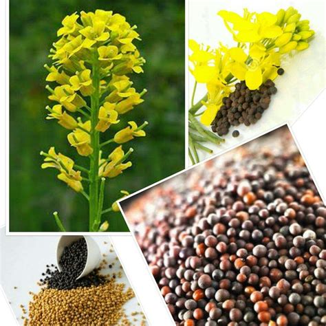 Pin On Mustard Seeds