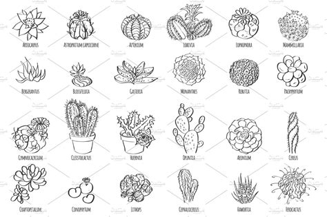 Hand Drawn Vector Cactus Set Pre Designed Illustrator Graphics