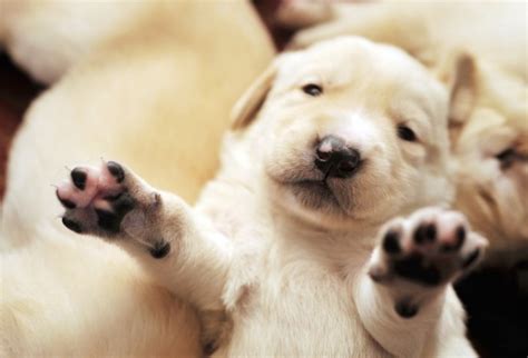 3 weeksyou can touch handle puppies 3 weeks after they are born. Newborn Puppies | Cuteness Overflow