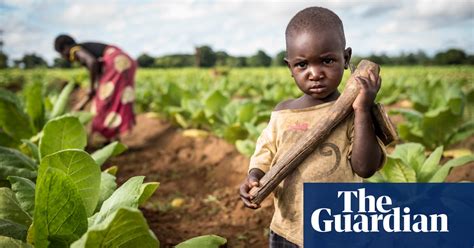 Tobacco Farm In Malawi The Families Toiling In The Fields World News