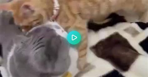Adorable Cats Bite Album On Imgur