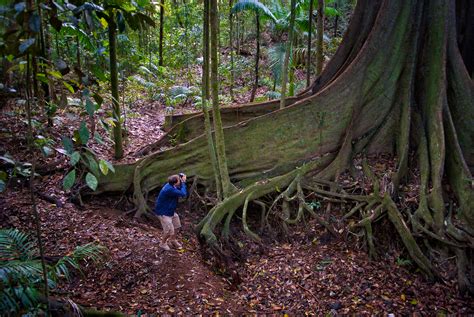 Giant Fig Trees In Queensland Australia