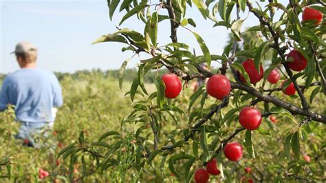 Check spelling or type a new query. A plum assignment: Sandhill plum crop is one of the best ...