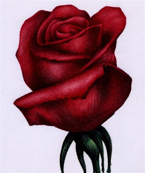 Free Rose Drawing Download Free Rose Drawing Png Images Free Cliparts