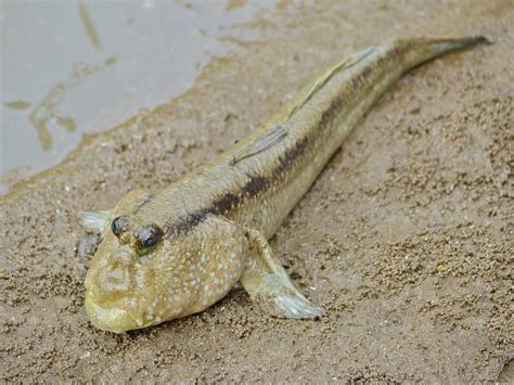 Mudskippers Unusual Fish That Live On Land And In Water Owlcation